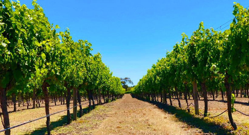 Stonefish Vineyard